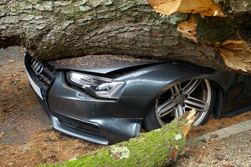 tree fallen on blue car