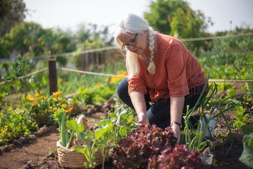 woman invegetable garden