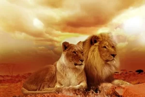 Lion & lioness sitting together in sunset