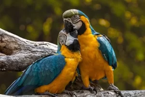 Two parrots cuddling like a couple